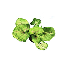 Load image into Gallery viewer, Syngonium, 4in, Kiwi
