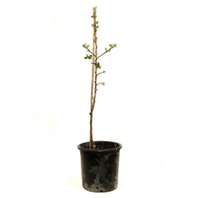 Load image into Gallery viewer, Apple, 5 gal, Dwarf, Goodland