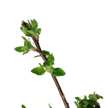 Load image into Gallery viewer, Apple, 5 gal, Dwarf, Goodland