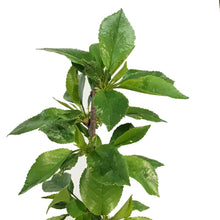 Load image into Gallery viewer, Cherry, 5 gal, EvansTree Form
