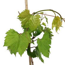 Load image into Gallery viewer, Grape, 1 gal, Frontenac