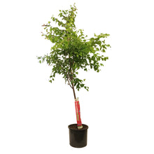 Load image into Gallery viewer, Plum, 7 gal, Brookgold