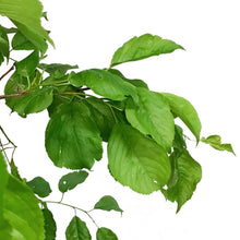 Load image into Gallery viewer, Plum, 7 gal, Brookgold