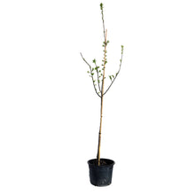 Load image into Gallery viewer, Plum, 7 gal, Mount Royal