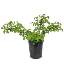 Load image into Gallery viewer, Raspberry, 1 gal, Aubin Black