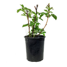 Load image into Gallery viewer, Raspberry, 1 gal, Red Bounty