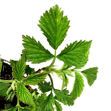 Load image into Gallery viewer, Raspberry, 1 gal, Red Bounty