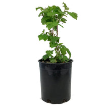 Load image into Gallery viewer, Raspberry, 1 gal, Nova