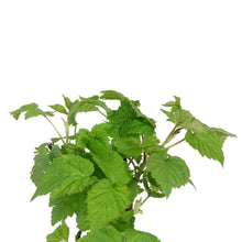 Load image into Gallery viewer, Raspberry, 1 gal, Nova
