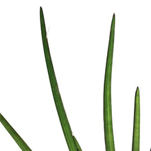 Load image into Gallery viewer, Sansevieria, 10in, Rhea Fantail
