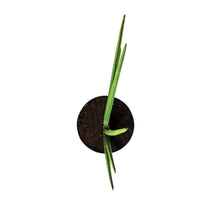 Load image into Gallery viewer, Sansevieria, 10in, Rhea Fantail