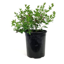 Load image into Gallery viewer, Broom, 1 gal, Purple