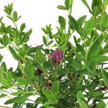Load image into Gallery viewer, Broom, 1 gal, Purple