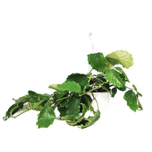 Load image into Gallery viewer, Tetrastigma, 10in HB, Chestnut Vine