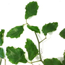 Load image into Gallery viewer, Tetrastigma, 10in HB, Chestnut Vine