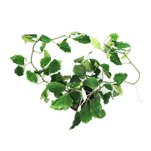 Load image into Gallery viewer, Tetrastigma, 10in HB, Chestnut Vine