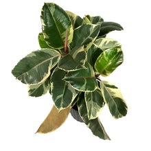Load image into Gallery viewer, Ficus, 10in, Tineke Standard