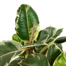 Load image into Gallery viewer, Ficus, 10in, Tineke Standard