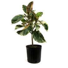 Load image into Gallery viewer, Ficus, 10in, Tineke Standard