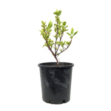 Load image into Gallery viewer, Dogwood, 2 gal, Golden Variegated