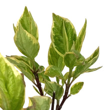 Load image into Gallery viewer, Dogwood, 2 gal, Golden Variegated