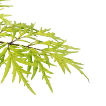 Load image into Gallery viewer, Elder, 2 gal, Lemony Lace®