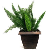 Load image into Gallery viewer, Fern, 15in, Foxtail