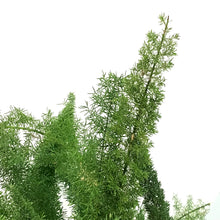 Load image into Gallery viewer, Fern, 15in, Foxtail