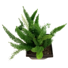 Load image into Gallery viewer, Fern, 15in, Foxtail