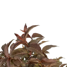 Load image into Gallery viewer, Honeysuckle, 2 gal, Nightglow®