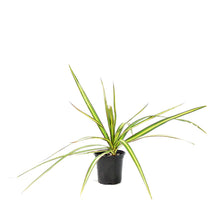 Load image into Gallery viewer, Dracaena, 4in, Kiwi
