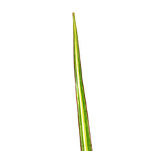 Load image into Gallery viewer, Dracaena, 4in, Kiwi
