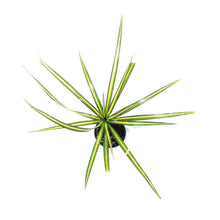 Load image into Gallery viewer, Dracaena, 4in, Kiwi