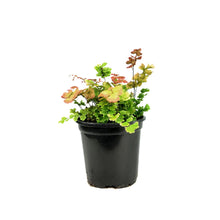 Load image into Gallery viewer, Fern, 4in, Maidenhair Scutum Roseum
