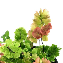 Load image into Gallery viewer, Fern, 4in, Maidenhair Scutum Roseum