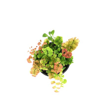 Load image into Gallery viewer, Fern, 4in, Maidenhair Scutum Roseum