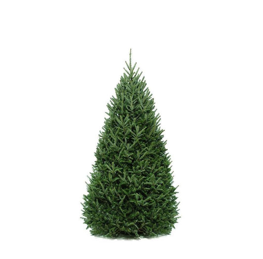 Christmas Tree, 6-8ft, Balsam Fir