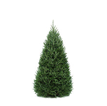 Load image into Gallery viewer, Christmas Tree, 6-8ft, Balsam Fir