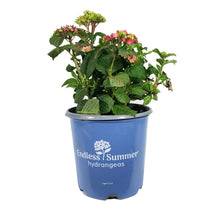 Load image into Gallery viewer, Hydrangea, 2 gal, Endless Summer® Bloomstruck®