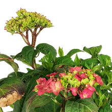 Load image into Gallery viewer, Hydrangea, 2 gal, Endless Summer® Bloomstruck®