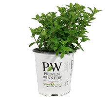 Load image into Gallery viewer, Hydrangea, 2 gal, Limelight Prime®