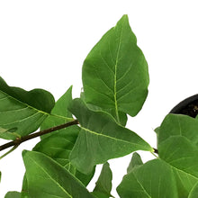 Load image into Gallery viewer, Lilac, 2 gal, French, Ludwig Spaeth