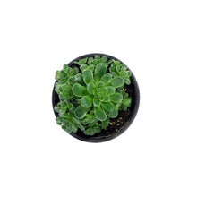 Load image into Gallery viewer, Succulent, 4in, Aeonium Mountain Rose