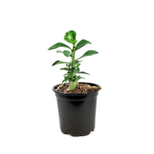 Load image into Gallery viewer, Adenium, 4in, Desert Rose
