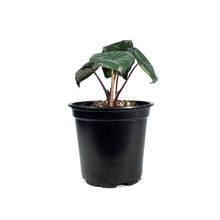 Load image into Gallery viewer, Alocasia, 4in, Yucatan Princess