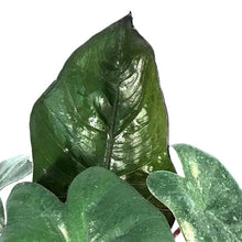 Load image into Gallery viewer, Alocasia, 4in, Yucatan Princess