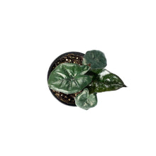 Load image into Gallery viewer, Alocasia, 4in, Yucatan Princess