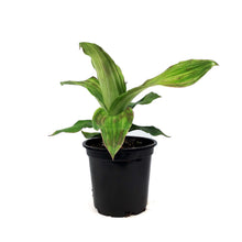 Load image into Gallery viewer, Callisia, 4in, Basket Plant