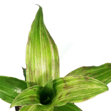 Load image into Gallery viewer, Callisia, 4in, Basket Plant