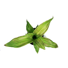 Load image into Gallery viewer, Callisia, 4in, Basket Plant